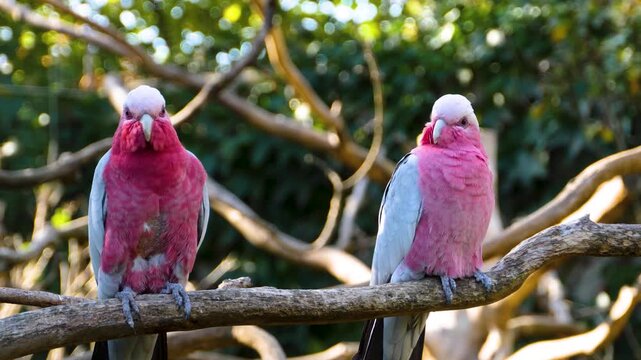 Close up of a Pink galah cockatoo parrot sitting on a tree branch and looking around on asunny day	
