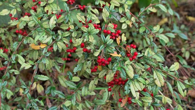 Plant with Red Berries Shrub Close Up