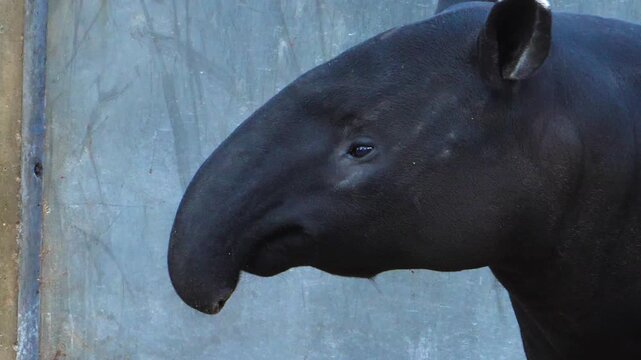 Close up of an malayen tapir head moving it's nose and his head im a shady place