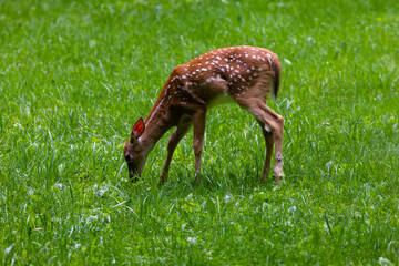 Whitetail fawn with spots (odocoileus virginianus) eating grass during summer