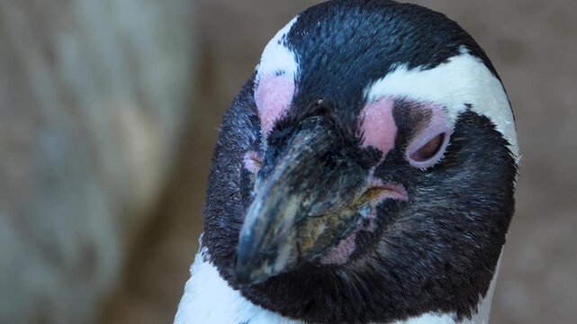 Close up of Humboldt or jackass penguin head standing around and watching