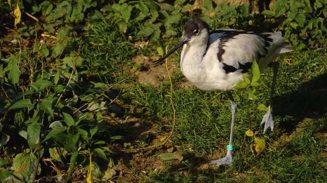 Close up of wading bird pied avocet moving around a meadow on a sunny spring morning