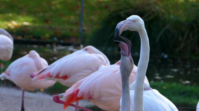 Close up of a baby flamingo chick beging for food from his parent on a sunny day inside a lake