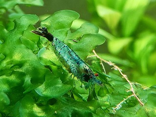 Neo Caridina Shrimp On Moss