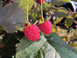 Piękne maliny na krzaku, dojrzałe w słońcu pod koniec lata. Dojrzałe, czerwone owoce (Rubus idaeus) zwisają z krzaka, mieniąc się w słońcu. Powierzchnia owoc&oacute;w jest nier&oacute;wna i błyszcząca.