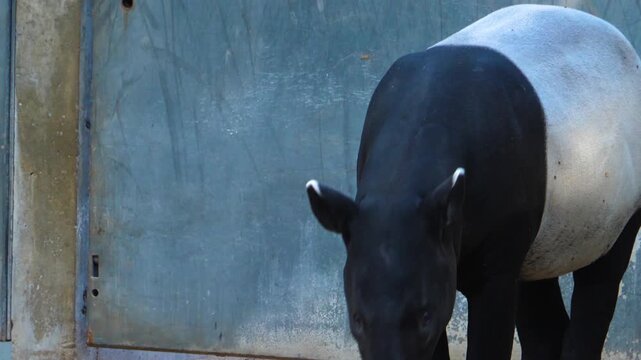 Close up of an malayen tapir head moving it's nose and his head im a shady place