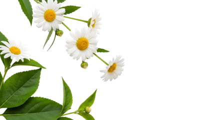 White Daisies and Green Leaves on Black Background with Copy Space daisy flower isolated on a transparent background