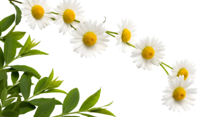 White Daisy Flowers and Green Leaves Border on Black Background white flower yellow center isolated on a transparent background