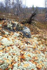 Mosses and lichens of the polar tundra on an autumn day.