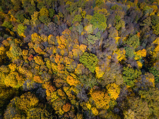 Azuolynas - Oak Grove Park in Kaunas, Lithuania. One of the largest oak parks in Europe. Aerial drone view