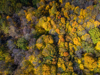 Azuolynas - Oak Grove Park in Kaunas, Lithuania. One of the largest oak parks in Europe. Aerial drone view