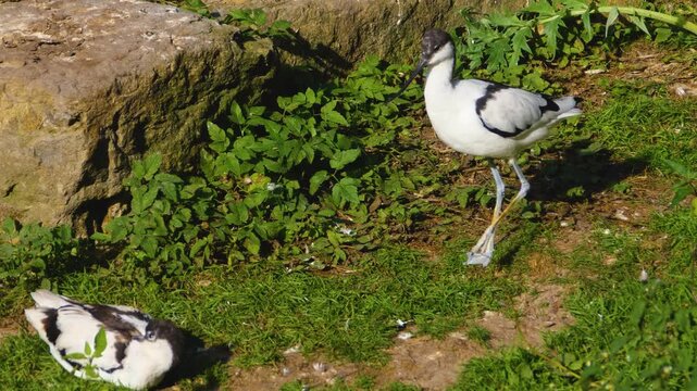 Close up of wading bird pied avocet moving around a meadow on a sunny spring morning