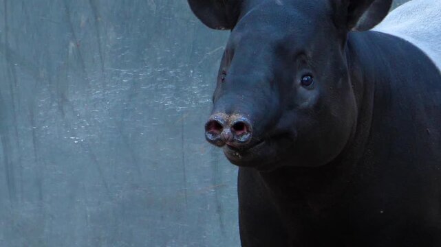 Close up of an malayen tapir head moving it's nose and his head im a shady place