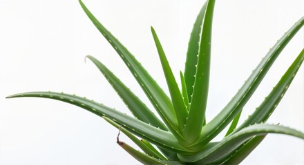 Obraz premium A fresh Aloe vera plant with green succulent leaves. Close-up of a medicinal houseplant isolated on a white background. Natural skincare and wellness concept.