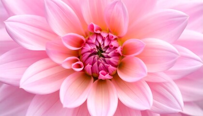 Fototapeta premium Macro shot of a delicate pink flower with intricate layers of petals forming a beautiful, symmetrical pattern