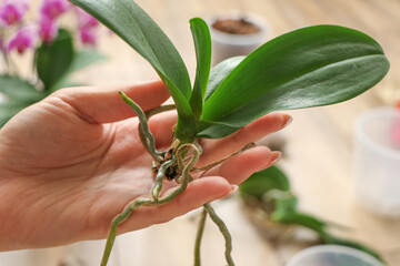 Concept of taking care of healthy roots. Cleaning of rot, resuscitation of damaged orchid plants in close-up. Home gardening, breeding of orchids. Diseases of orchids. High quality photo