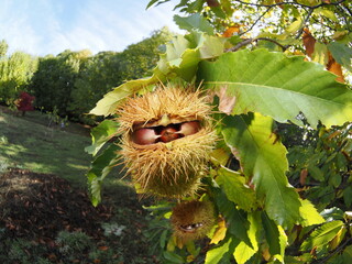 Las casta&ntilde;as son frutos del casta&ntilde;o, de c&aacute;scara marr&oacute;n y pulpa comestible, ricas en almid&oacute;n y muy consumidas asadas o cocidas en oto&ntilde;o.