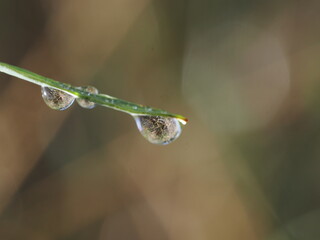 Una gota de agua es una pequeña porción líquida esférica formada por la cohesión del agua, visible en hojas, superficies o al caer como lluvia. © Fede