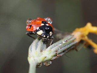La mariquita es un pequeño escarabajo de colores brillantes, generalmente rojo con puntos negros, beneficioso por alimentarse de pulgones y otras plagas.