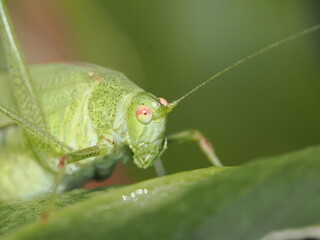 Phaneroptera nana es un peque&ntilde;o saltamontes verde de alas largas, activo al anochecer, que se alimenta de hojas tiernas y emite un canto suave y agudo.