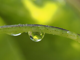Una gota de agua es una pequeña porción líquida esférica formada por la cohesión del agua, visible en hojas, superficies o al caer como lluvia. © Fede