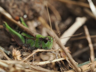 Omocestus viridulus es un saltamontes verde que habita praderas h&uacute;medas europeas y emite un canto caracter&iacute;stico durante el verano.