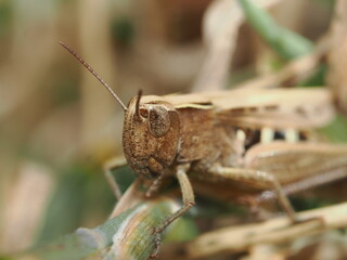 Gomphocerippus rufus es un saltamontes com&uacute;n en praderas europeas, de color marr&oacute;n rojizo y canto distintivo que emite frotando sus patas contra las alas.