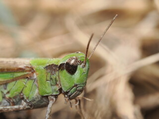 Omocestus viridulus es un saltamontes verde que habita praderas húmedas europeas y emite un canto característico durante el verano