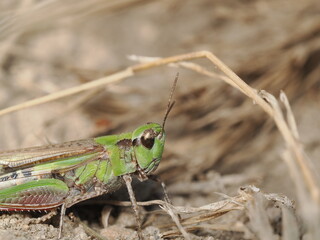 Omocestus viridulus es un saltamontes verde que habita praderas h&uacute;medas europeas y emite un canto caracter&iacute;stico durante el verano.