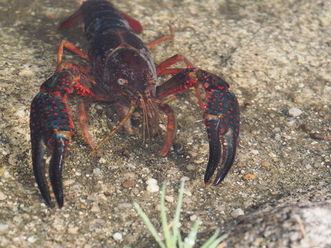Procambarus clarkii es un cangrejo de r&iacute;o rojo invasor, resistente y adaptable, que habita aguas dulces y altera ecosistemas al competir con especies nativas.