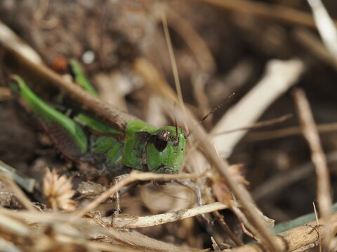 Omocestus viridulus es un saltamontes verde que habita praderas h&uacute;medas europeas y emite un canto caracter&iacute;stico durante el verano.
