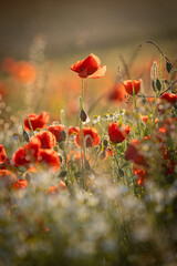 Evening light illuminating poppies blooming in a Sussex meadow