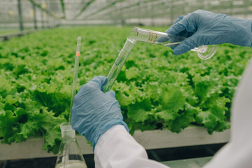 Laboratory food safety, Inspecting produce for safety, Technician measures solution on leafy vegetables precisely, Closeup of technician analyzing lettuce sample with pipette and vial in greenhouse