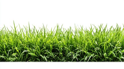 Obraz premium Fresh green grass dances lightly in the gentle breeze under a clear blue sky.