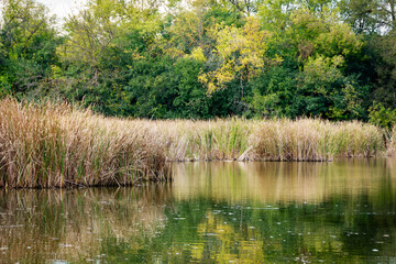 Obraz premium Mid-October view of a Waukesha pond with towering cattails and a vibrant backdrop of dark green and emerging yellow fall foliage.