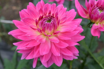 Fototapeta premium ダリアの花