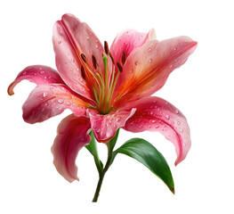 Naklejka premium Close-up of a vibrant pink and orange lily