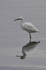 The snowy egret (Egretta thula) is a small white heron.