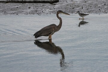 Great Blue Heron in a floodplain wetland in Liberty State Park.