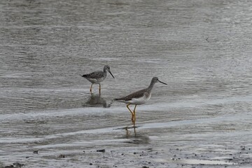 The greater yellowlegs (Tringa melanoleuca) is a large shorebird in the family Scolopacidae. 