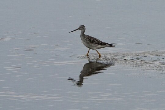The greater yellowlegs (Tringa melanoleuca) is a large shorebird in the family Scolopacidae. 