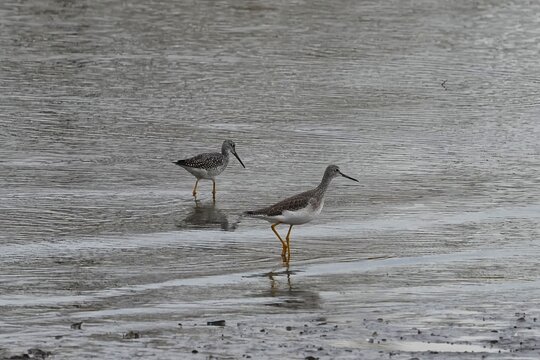 The greater yellowlegs (Tringa melanoleuca) is a large shorebird in the family Scolopacidae. 