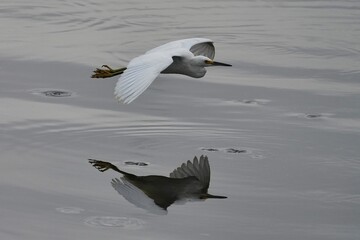 Snowy egret in flight over the lake.