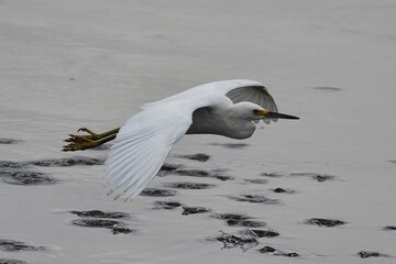 Snowy egret in flight over the lake.
