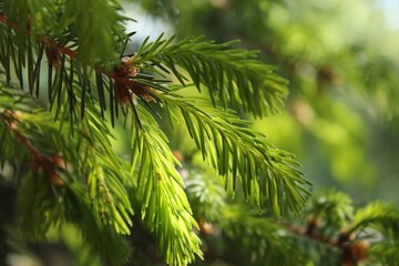 Fototapeta premium Single fir branch illuminated by soft sunlight, creating a warm and peaceful forest mood 