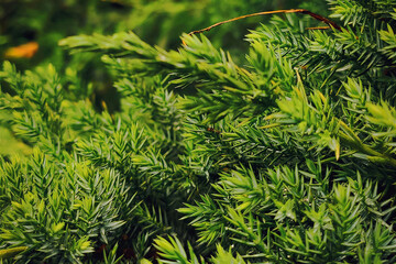 Close-up of dense green fir branches forming a textured natural background
