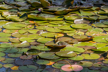 Natural green water lily background with green leaf texture. Water lilies on a pond surface, green leaves floating on water