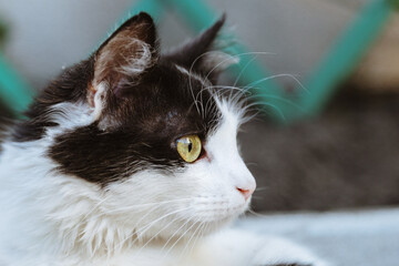 Portrait of a black and white cat with green eyes.