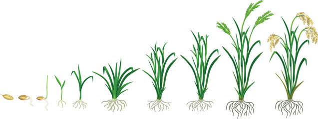 Fototapeta premium Life cycle of rice plant (Oryza sativa) with root system isolated on white background. Growth stages from planting seed and sprout to harvesting