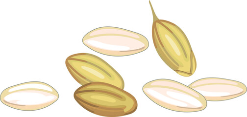 Rice grains in hull and milled rice grains on white background 